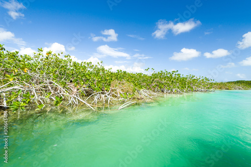 Mangrove in The Sian Ka'an biosphere reserve photo