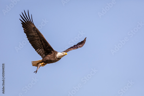 Adult Bald Eagle in flight with fish