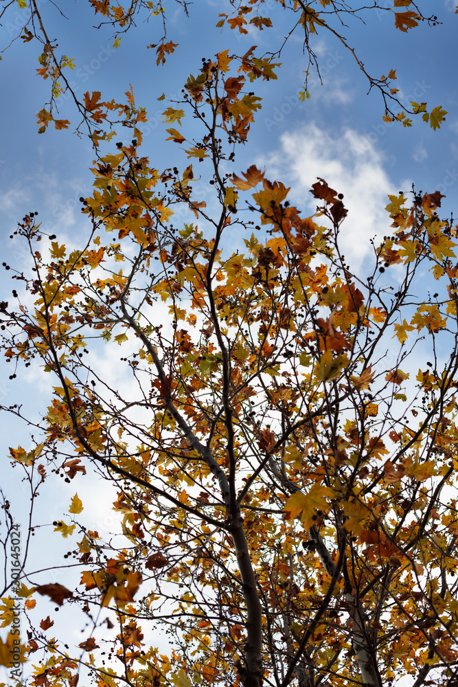 autumn deciduous trees and sky