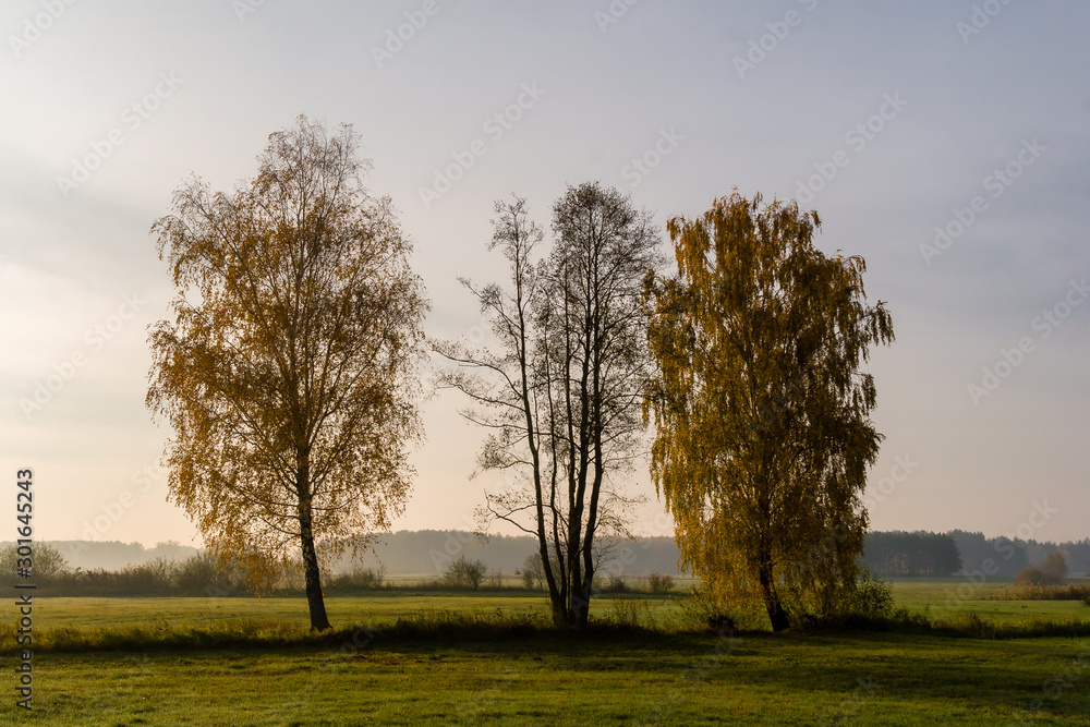 Złota polska jesień na Podlasiu, Dolina Narwi, Podlasie, Polska Złota polska jesień na Podlasiu, Dolina Narwi, Podlasie, Polska