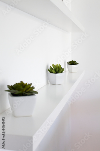 potted plants on shelves on the wall