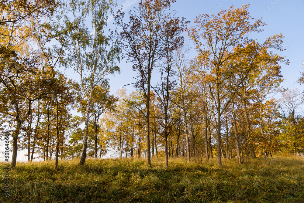 Złota polska jesień na Podlasiu, Dolina Narwi, Podlasie, Polska