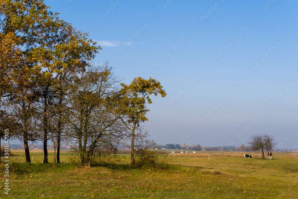 Złota polska jesień na Podlasiu, Dolina Narwi, Podlasie, Polska Złota polska jesień na Podlasiu, Dolina Narwi, Podlasie, Polska