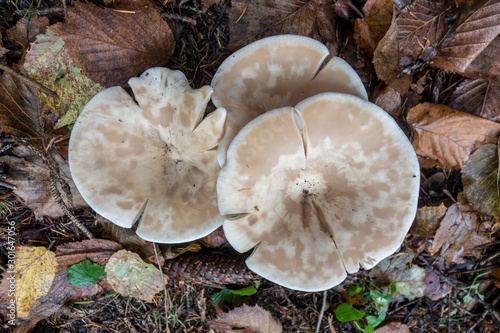 HERBSTPILZE .  MUSHROOMS IN AUTUMN photo