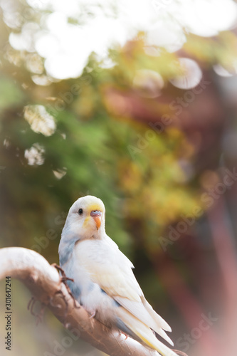 beautiful budgie parakeet bird sitting on tree branch image