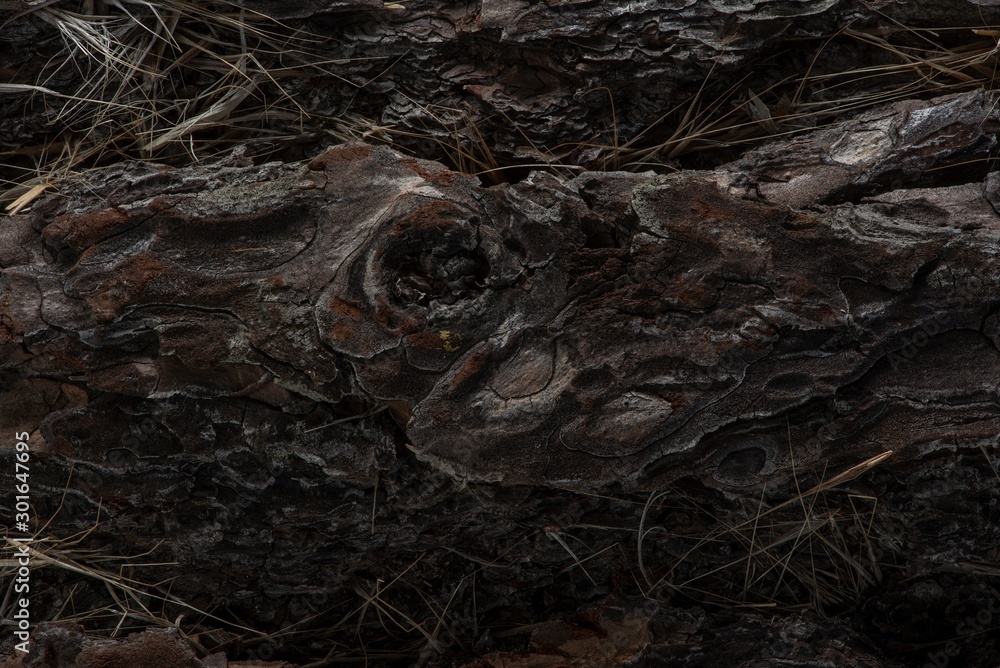  This is a fragment of the texture of a wooden bark from a pine