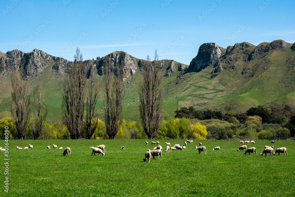 Sheep farming in Tuki Tuki lush green valley beneath the magnificent Te Mata Peak