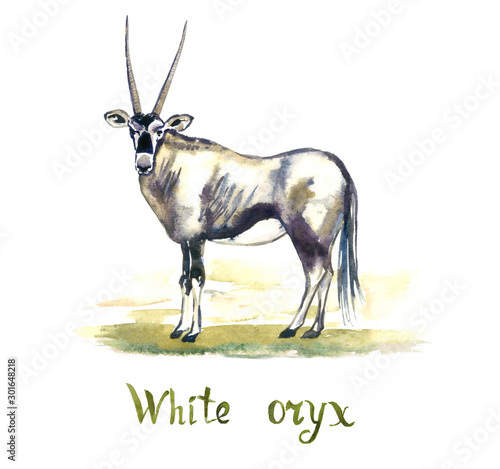 White oryx antelope  handpainted watercolor illustration isolated on white  element for design