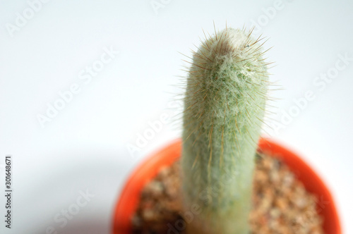 Closeup espostoa cactus in black pot, isolated on a white background, side view. photo