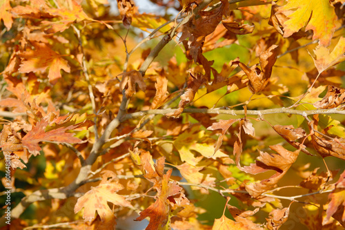 yellow autumn leaves on tree. selective focus.