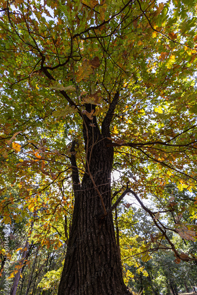 Fototapeta premium Big colorful tree with yellow and green leaves