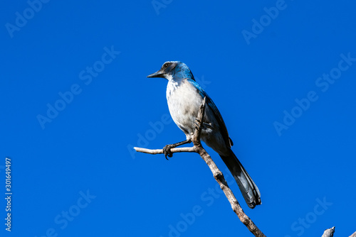 Super alert Scrub Jay has blue feathers shining in the golden morning sunshine while perched high on dried tree branch.
