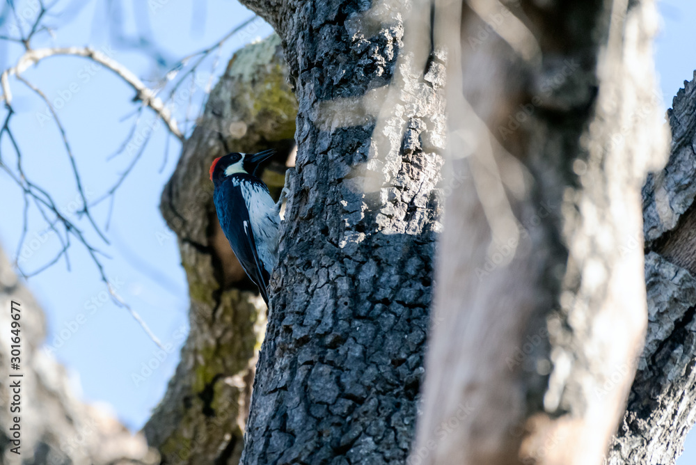 Female Acorn Woodpecker with open mouth, clings to Oak Tree bark while preparing to penetrate wood with beak. Female Acorn Woodpecker with open mouth, clings to Oak Tree bark while preparing to penetrate wood with beak.