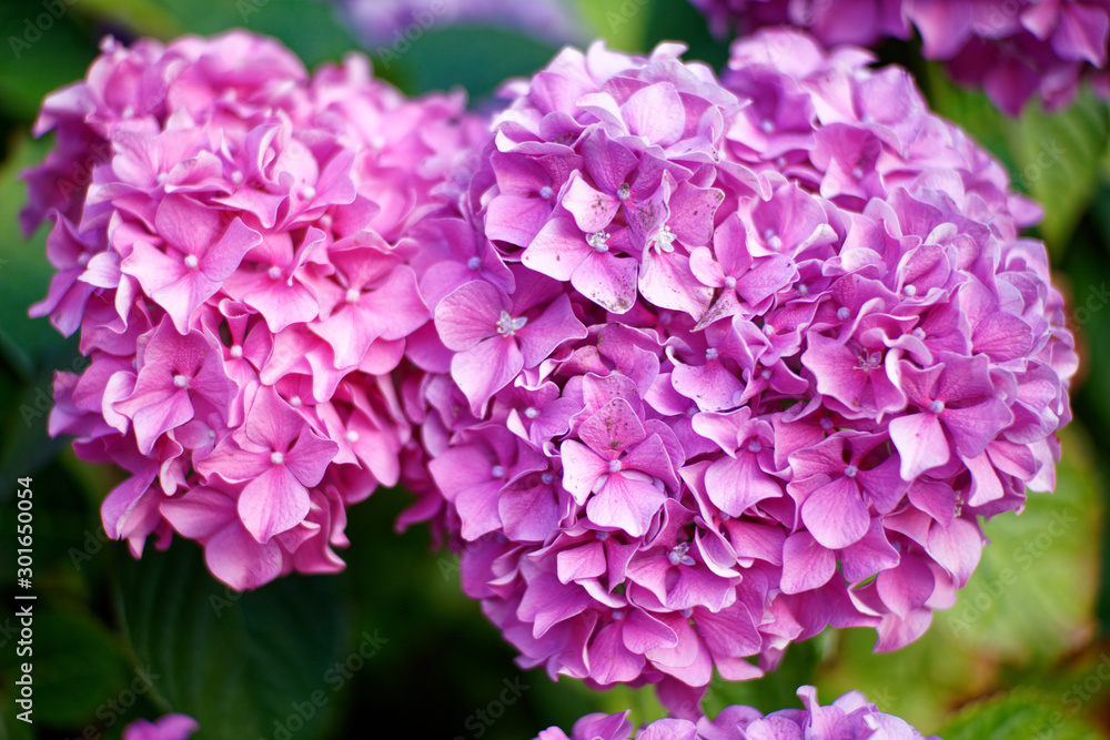 Vancouver is always full of blooms Vancouver is always full of blooms