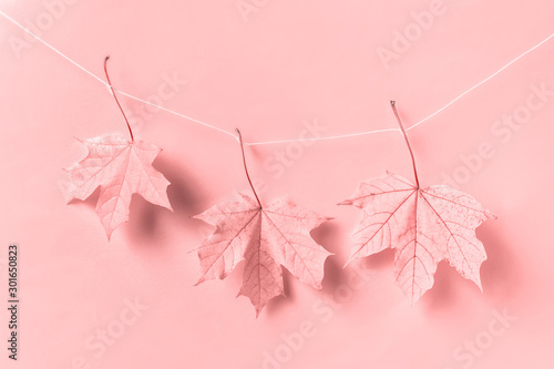 Creative composition with three pink maple leaves hanging on a rope on white background.