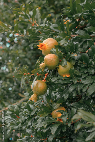pomegranates on tree branch