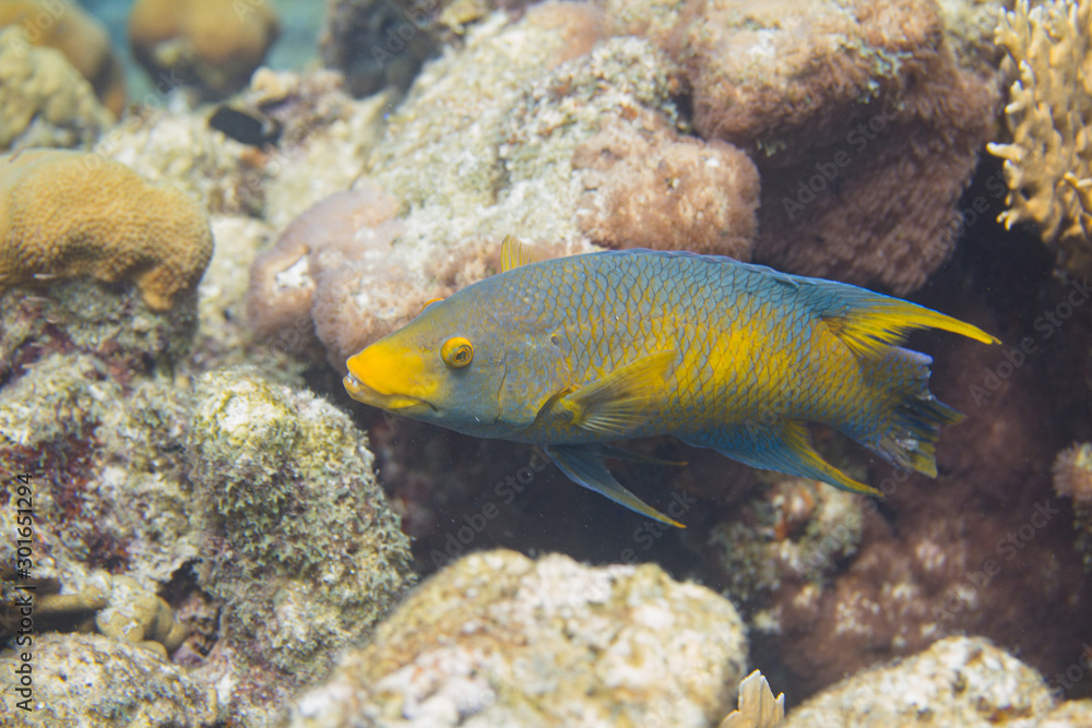 Spanish Hogfish on Coral Reef Spanish Hogfish on Coral Reef
