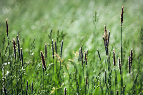 Meadow grasses © Chris Sharp