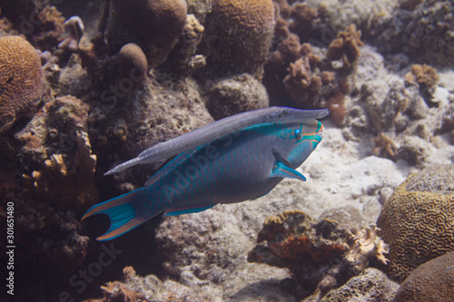 Queen Parrotfish and Trumpetfish