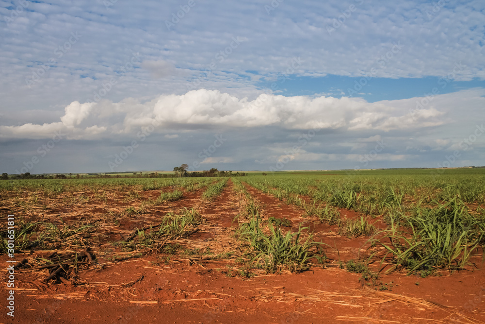 Naklejka premium A freshly planted sugarcane field in Goiás, Brazil, under a clear sky with a few clouds, showcasing vibrant red soil and an abundant agricultural landscape