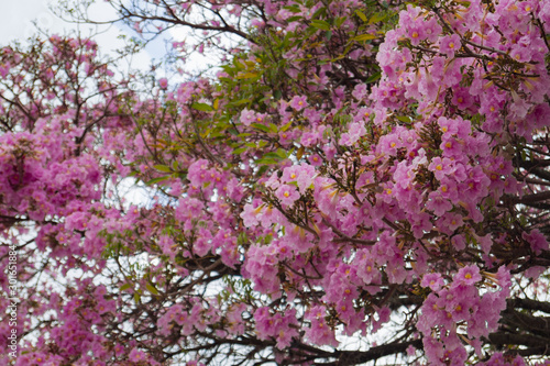 Wallpaper Mural Ocobo Ibagué Torontodigital.ca