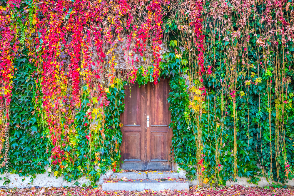 Beautiful autumn colored ivy plants growing on a wall surrounding the old wooden door Beautiful autumn colored ivy plants growing on a wall surrounding the old wooden door