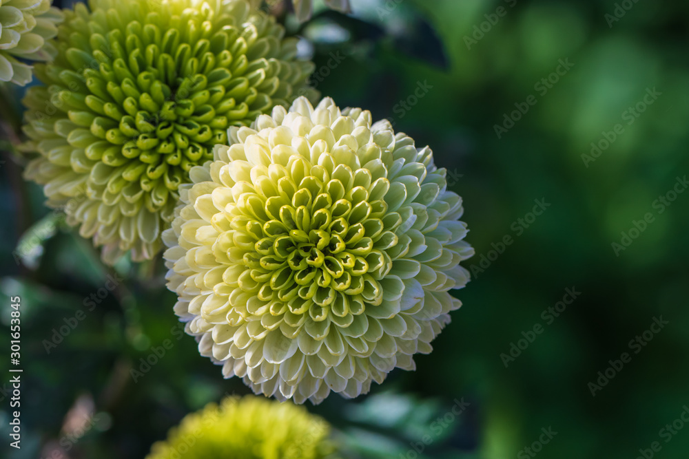 Green chrysanthemums close up in autumn Sunny day in the garden. Autumn flowers. Flower head Green chrysanthemums close up in autumn Sunny day in the garden. Autumn flowers. Flower head
