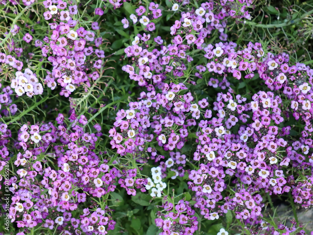 purple flowers in the garden purple flowers in the garden