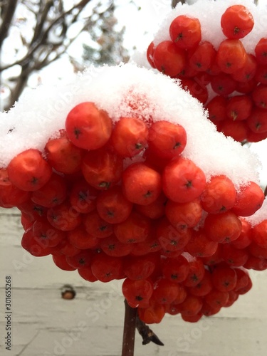 red berries of  on branch, snow covered