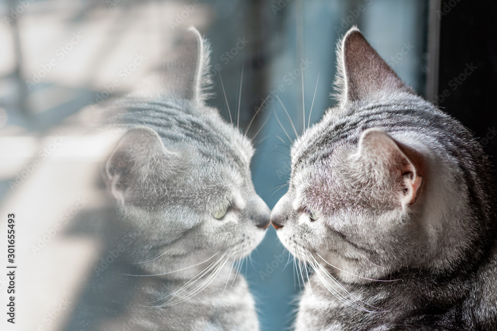 A cat and his reflex on mirror - obrazy, fototapety, plakaty 