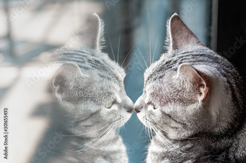 Wallpaper Mural A cat and his reflex on mirror Torontodigital.ca