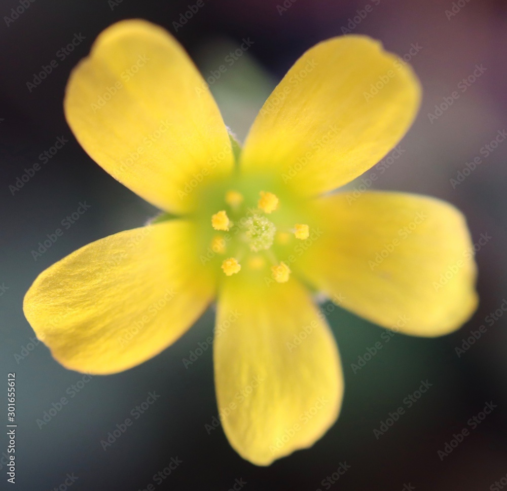 yellow flower yellow flower