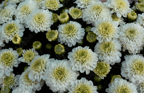 close-up view of white chrysanthemum flowers in blooming