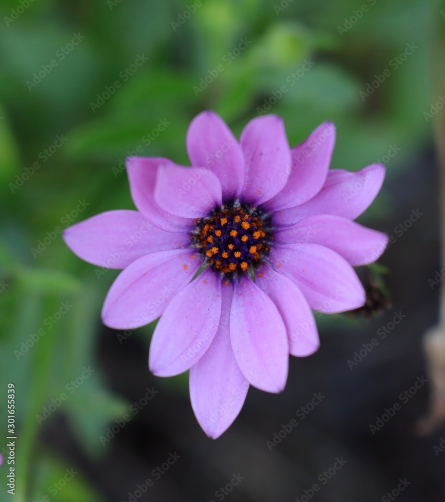 Purple flower Purple flower