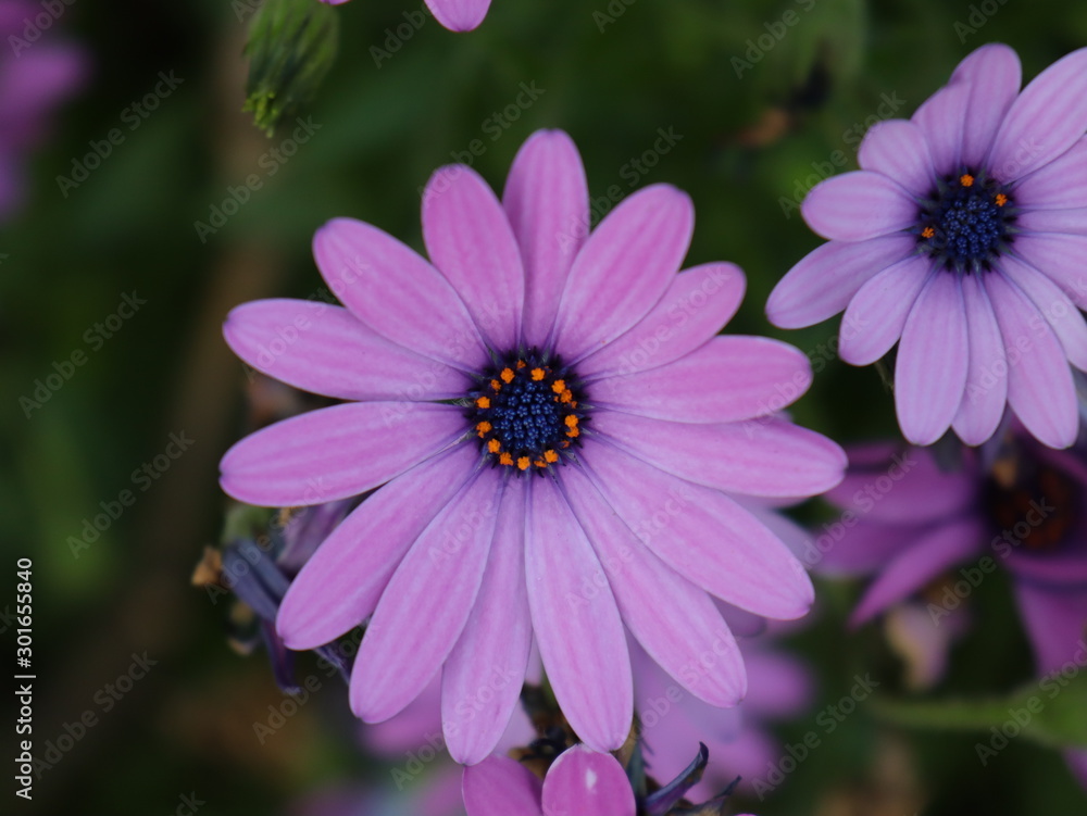 Obraz premium Purple flower in garden