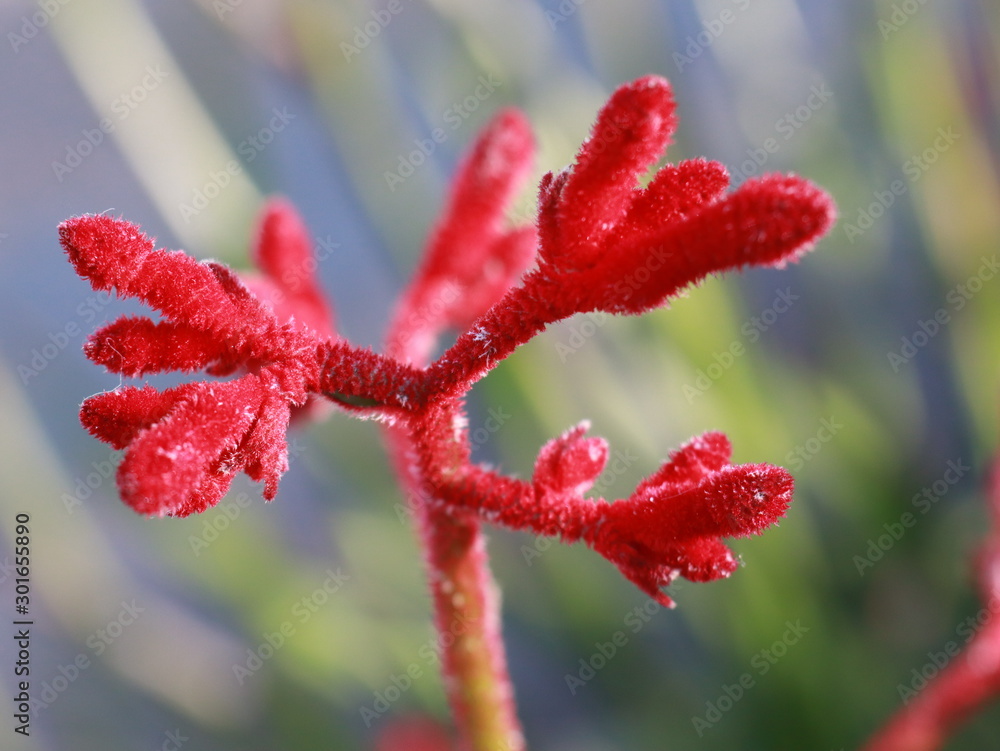 Fototapeta premium red flower kangaroos foot