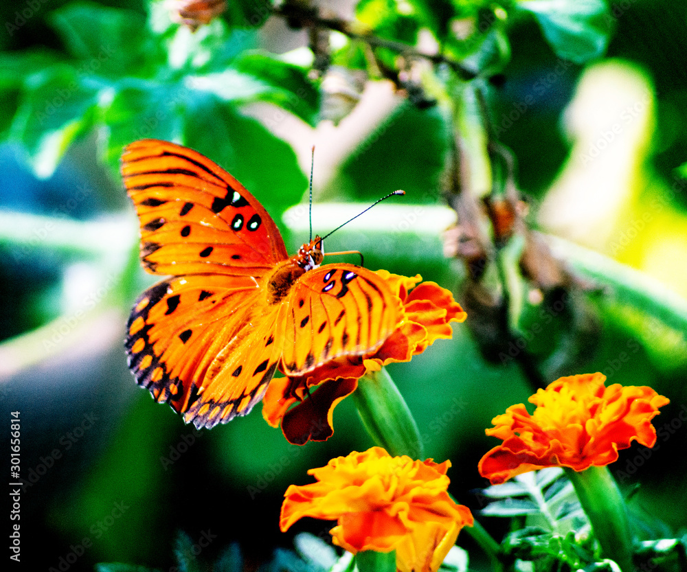 Butterfly 5 Butterfly 5