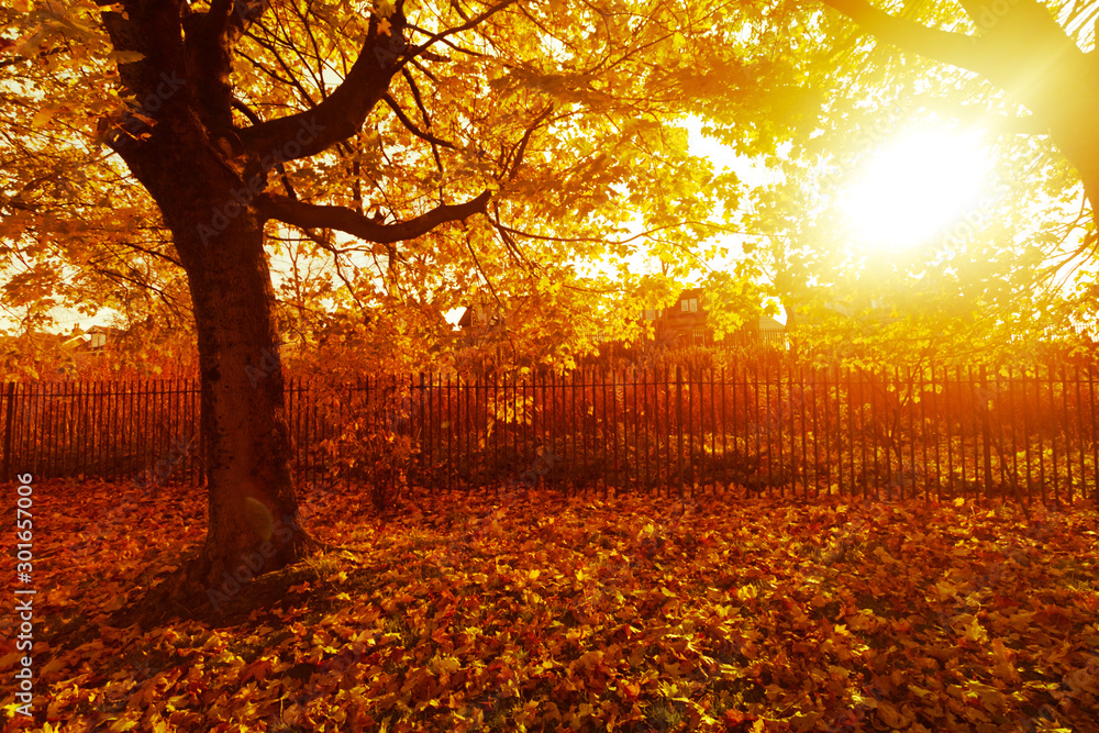 Autumn in the beautiful West End Park with the sun rays and trees with orange leaves in Airdrie, Scotland, be