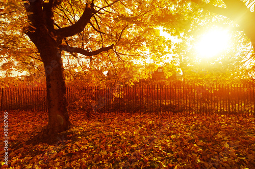 Autumn in the beautiful West End Park with the sun rays and trees with orange leaves in Airdrie  Scotland  be