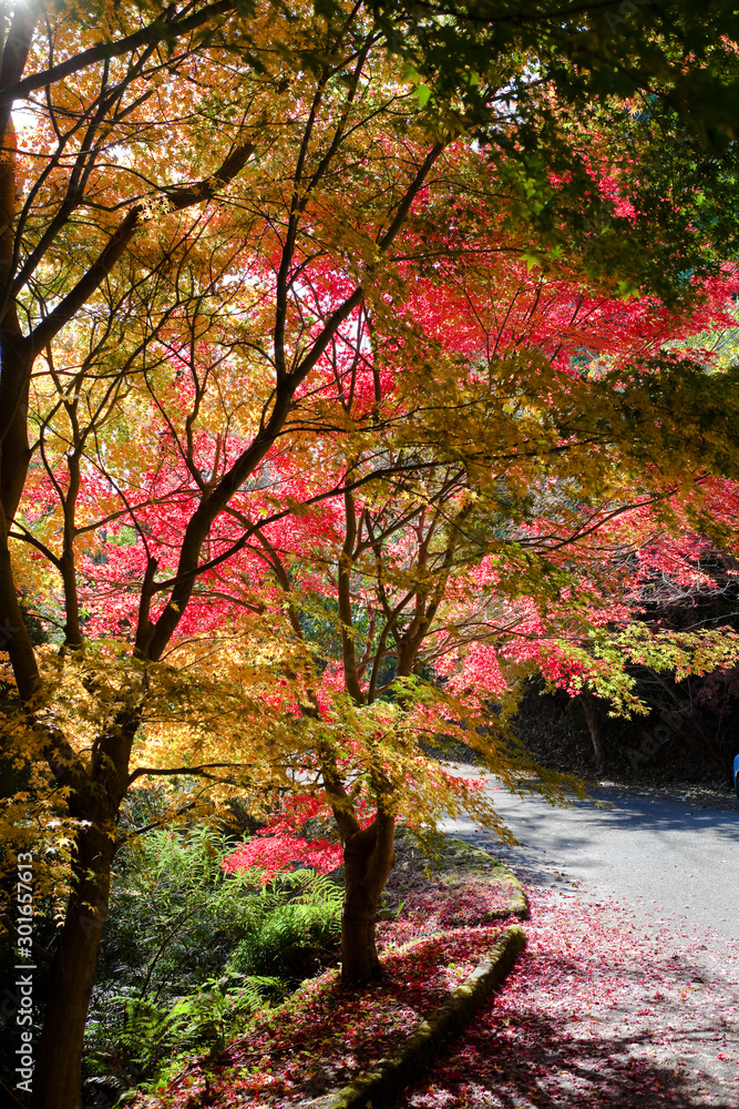いちき串木野市冠岳の紅葉 Stock 写真 Adobe Stock