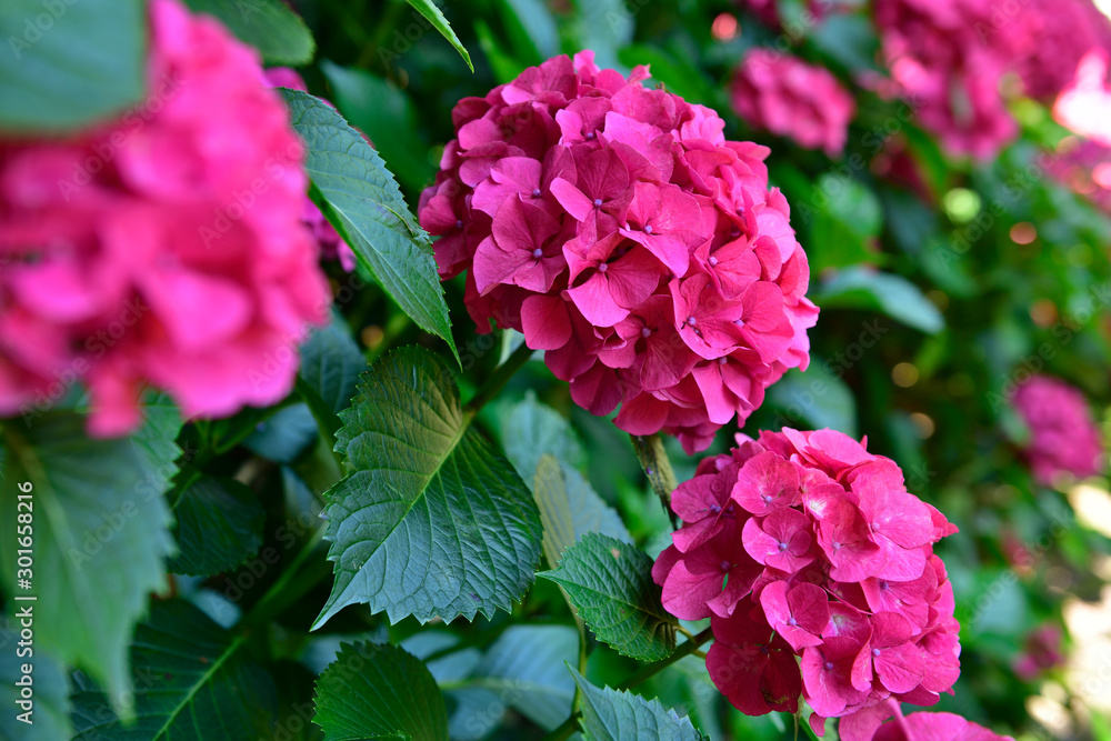 Fototapeta premium 紫陽花