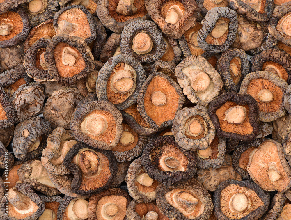 Closeup group of dried mushroom background Closeup group of dried mushroom background