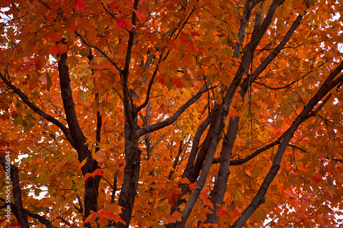Otoño arbol