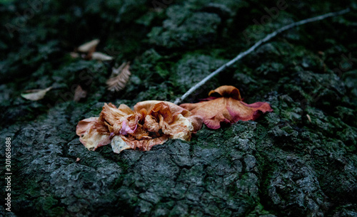 Wilted camellia blossom on tree bark