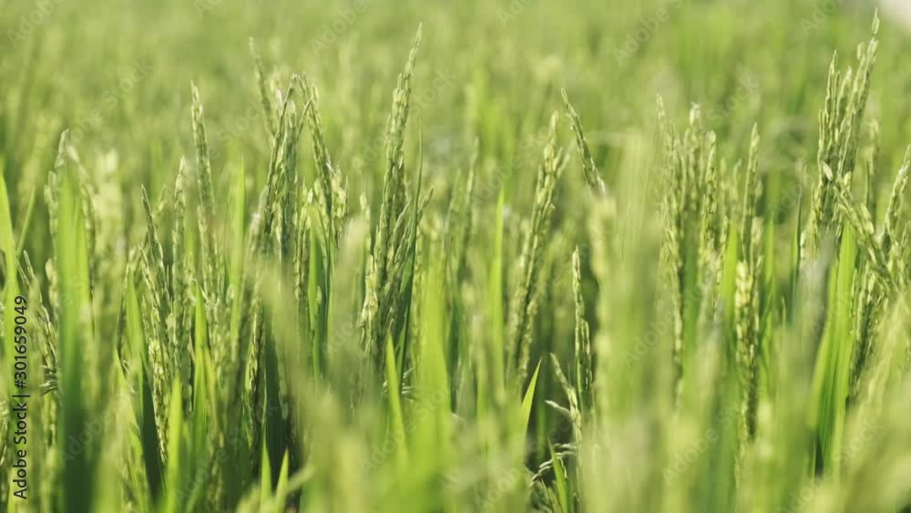 Closeup shot of green spring rice plants waving in wind in a large field, - agriculture, ecology concept Closeup shot of green spring rice plants waving in wind in a large field, - agriculture, ecology concept