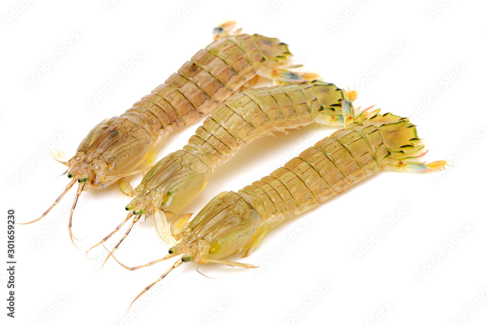 Mantis Shrimp on the white background Mantis Shrimp on the white background