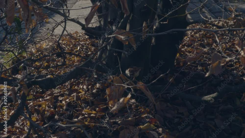 Little birds on tree branches in autumn Little birds on tree branches in autumn