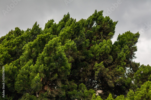 Green cypress under cloudy sky © Josh