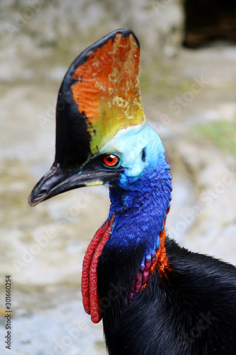 Southern Cassowary, double-wattled cassowary Bird Close-up. Taken in taman the hill Sibolangit, Indonesia-2019  photo