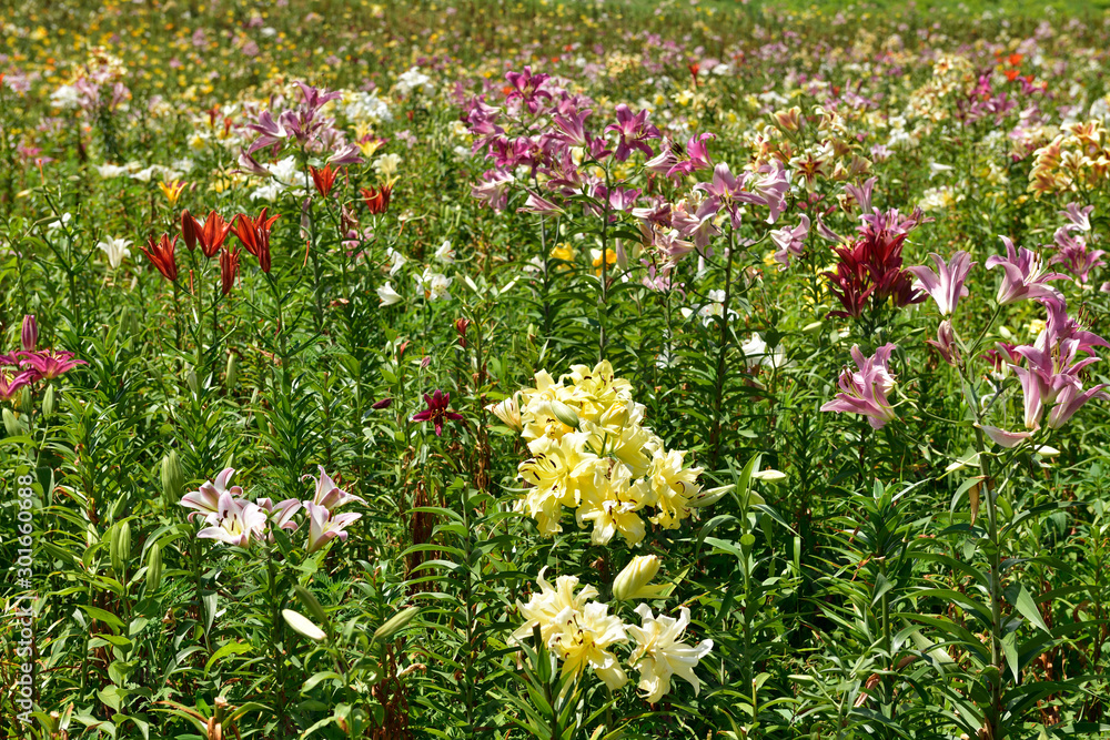 ユリの花畑 ユリの花畑